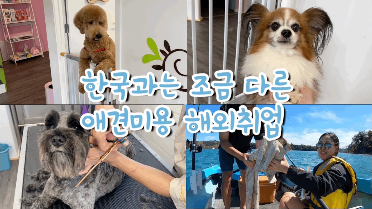 [NZ Vlog🇳🇿]애견미용 해외취업🐩 | 한국이랑 다른 미용스타일 | 별가위✂️ | 여름낚시🐠