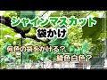【シャインマスカット袋かけ】緑袋と白袋のメリット、デメリット