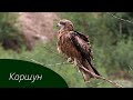 Изучаем птиц России. Черный коршун // Birds of Russia. Black kite