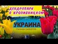 Тюльпаны в Кропивницком дендропарке