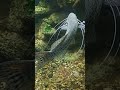 monster fish #fishing #fishingvideo #nature #fish #fishing #bigfish