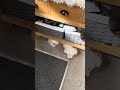 Where is Snowy today?