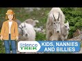 Mountain Goats: Nature's Climbers