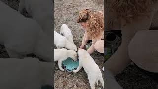 25 Aralık 2025 Öpek