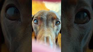 The most beautiful eyes I have ever seen 🤩🤩🤩 #oceaneyes #billieeilish #dachshund #sausagedog