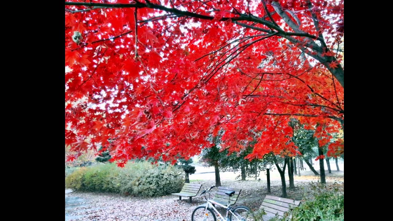 가을이 빨간 이유 - 대전 탄동천의 가을인사