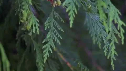 Ojibwe Word of the Day Giizhik. ᑮᔑᒃ᙮  'Cedar.'