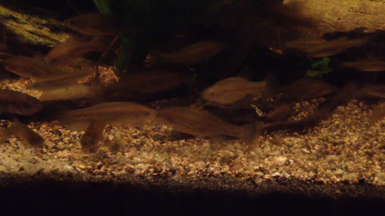 Chapalichthys pardalis species tank, 2