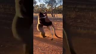 Kangaroo Vs Gorilla Which Animal Really Rules The Wild