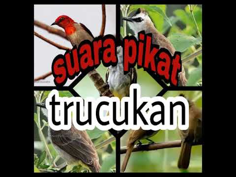Suara Pikat Burung Trucukan Youtube