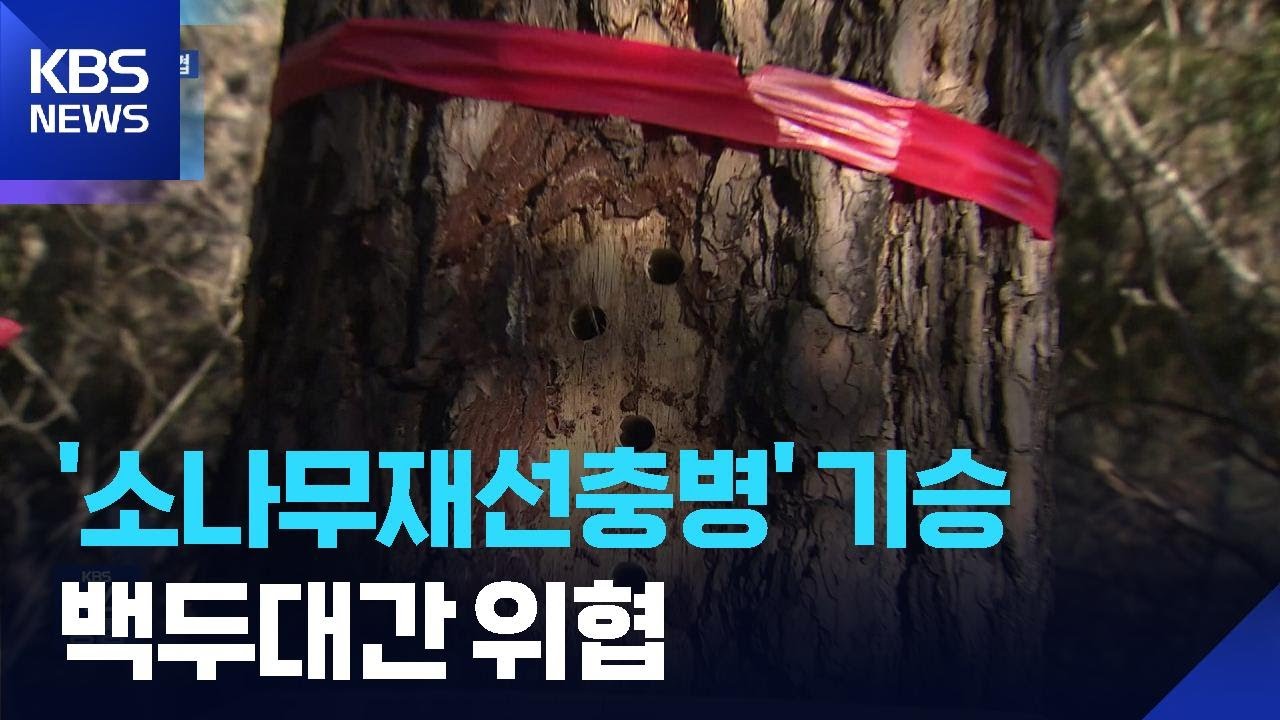 ‘소나무재선충병’ 다시 기승…백두대간 위협 / KBS  2026.02.26.