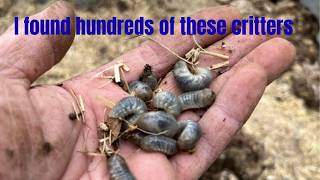 Found a major new food source for my chickens in my static compost bin: Vlog #454