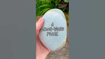 Erosion at its finest 🦀 so glad it left us some of this magnificent fossil crab #fossil #crab #claw