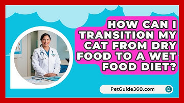 How Can I Transition My Cat from Dry Food to a Wet Food Diet? - PetGuide360.com