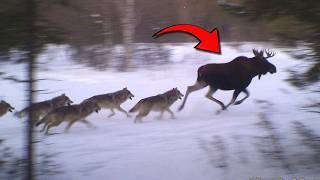 Why Even Apex Predators Are Terrified of a Moose