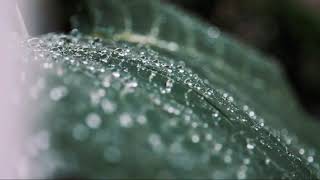 Surah maun/beautiful recitation by/Syed jahangir Ahmed#