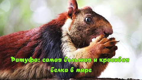 Ратуфа Самая большая и красивая белка в мире  Ratufa-the biggest and most beautiful squirrel