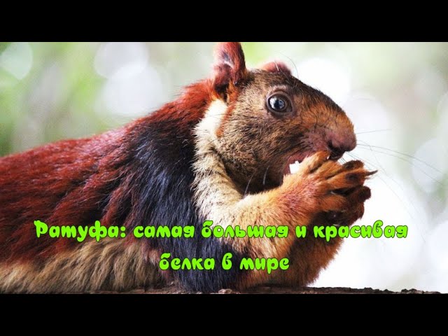 Ратуфа Самая большая и красивая белка в мире Ratufa-the biggest and most beautiful squirrel