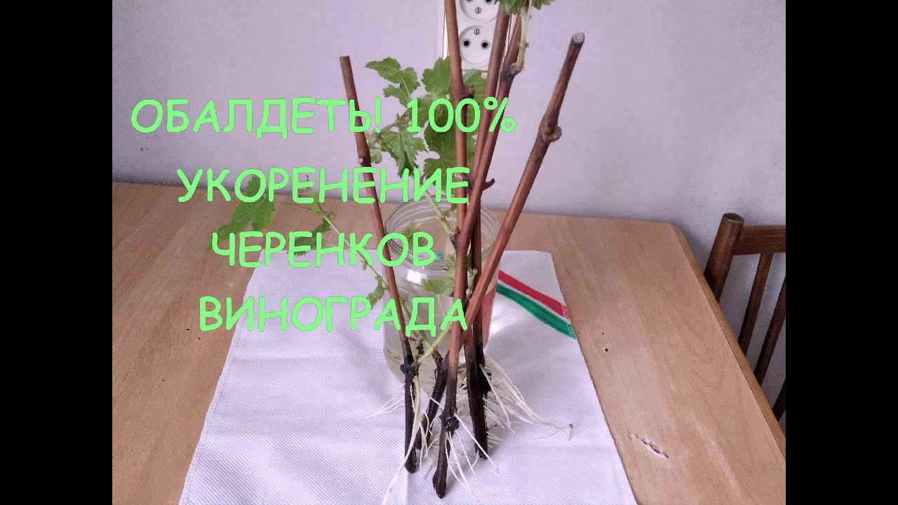 Укоренение черенков винограда в воде. Чубуки винограда укоренение. Черенки винограда на укоренение в воде. Болезни черенков винограда.