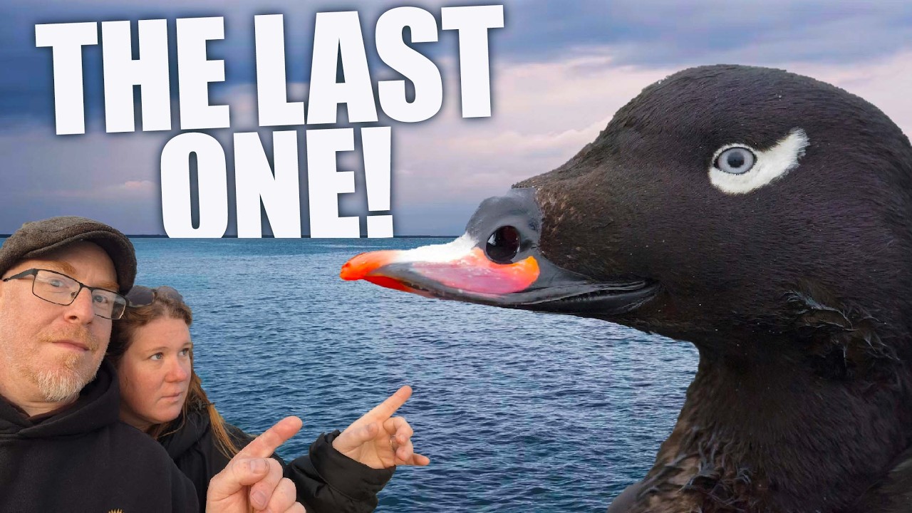 We Found the Rare American Duck… But Didn’t Know It!