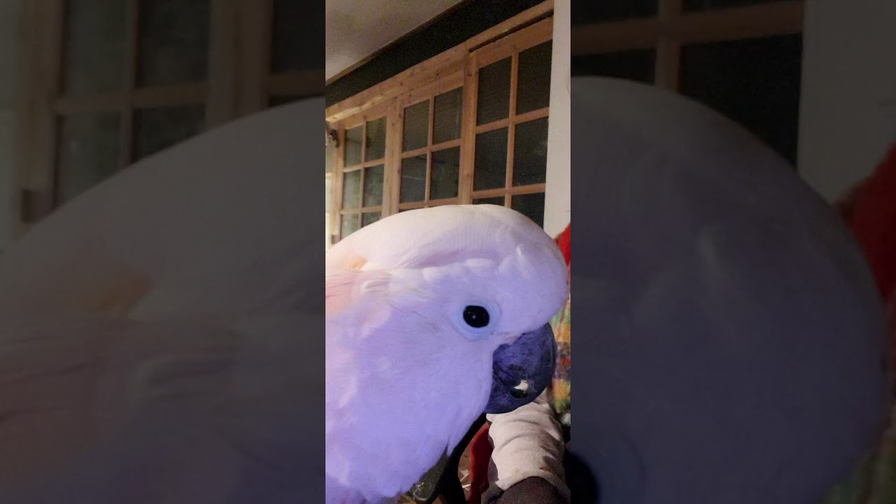 moluk kakadue prutter