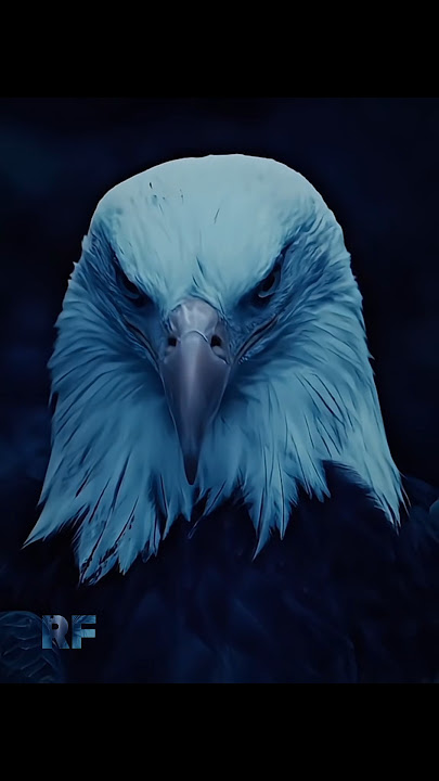 eagle Capcut edit | Deus do Olimpo No copyright infringement intended credit to the rightful owner
