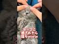 ネッコの動画で癒されたら寝ろｗｗｗ　#2ch #動物 #猫 #癒やし #ねこ動画