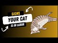 How to Tell if Your Cat is in Labor?