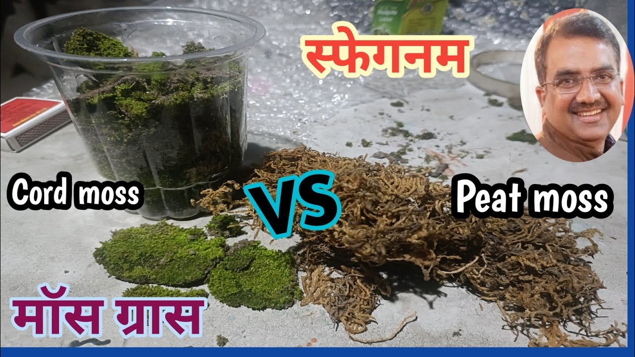 Moss Grass है क्या? Difference Between peat moss &Cord Moss