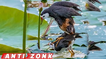 🔴SUARA PIKAT BURUNG RUAK RUAK ASLI SUARA JERNIH‼️