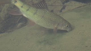 1090620坪林北勢溪台灣石賓（Acrossocheilus paradoxus）覓食記錄