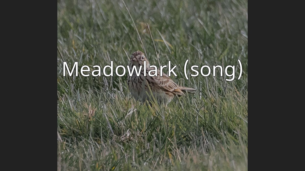 Meadowlark (song) YouTube