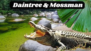 Daintree National Park, Crocodile Tour & Mossman Gorge | Port Douglas to Cape Tribulation Road Trip