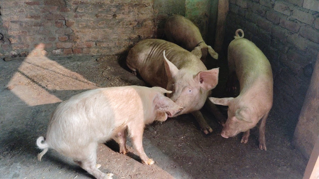 Pig Farm In India YouTube Pig Farm In India YouTube