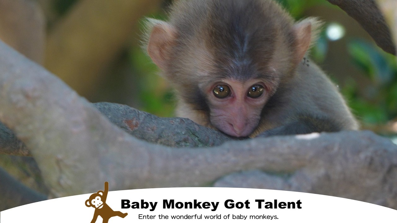 Обезьянка просит молока! Трогательный момент материнской любви / monpai monyet snow monkey