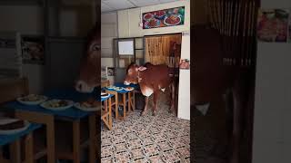 العجل هرب ودخل المطعم شكله كان جعان ولا إيه ؟!