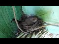 Серая мухоловка в гнезде и кладка яиц ~ Gray flycatcher in the nest [10-06-2019]