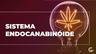 UNDERSTAND THE ENDOCANNABINOID SYSTEM - Cannabinology