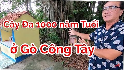 Về Gò Công Tây có Cây Đa 1000 năm tuổi ở xã Bình Tân có ai biết chưa?