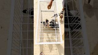 Amazing Rust-Proof Farm Cages 🐰🐦🐔🐐Feeding Time #petpalsshowcase #animals #goat #birds #rabbit