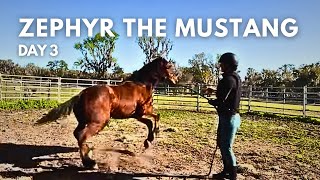 Day 3 with Zephyr the Mustang by Elisa Wallace Eventing 3,456 views 2 months ago 13 minutes, 31 seconds