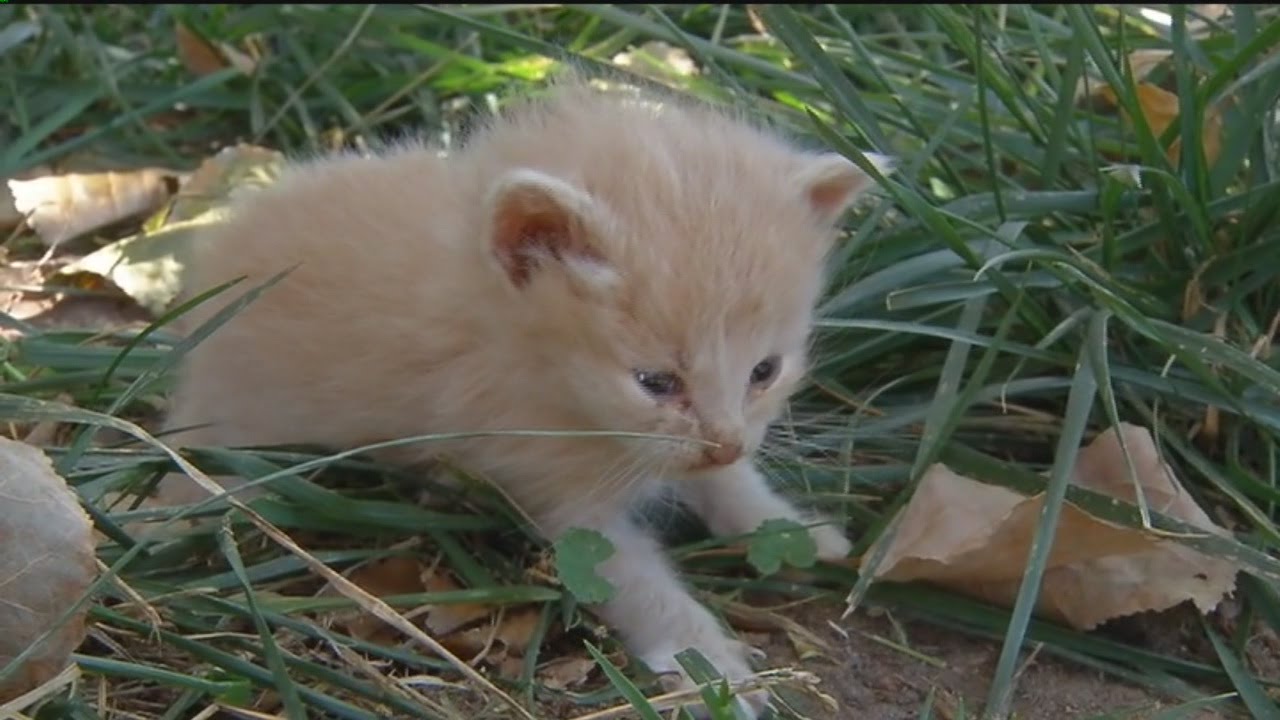 Raw Video: Kitten found in cat hoarder's home - More than 70 other cats