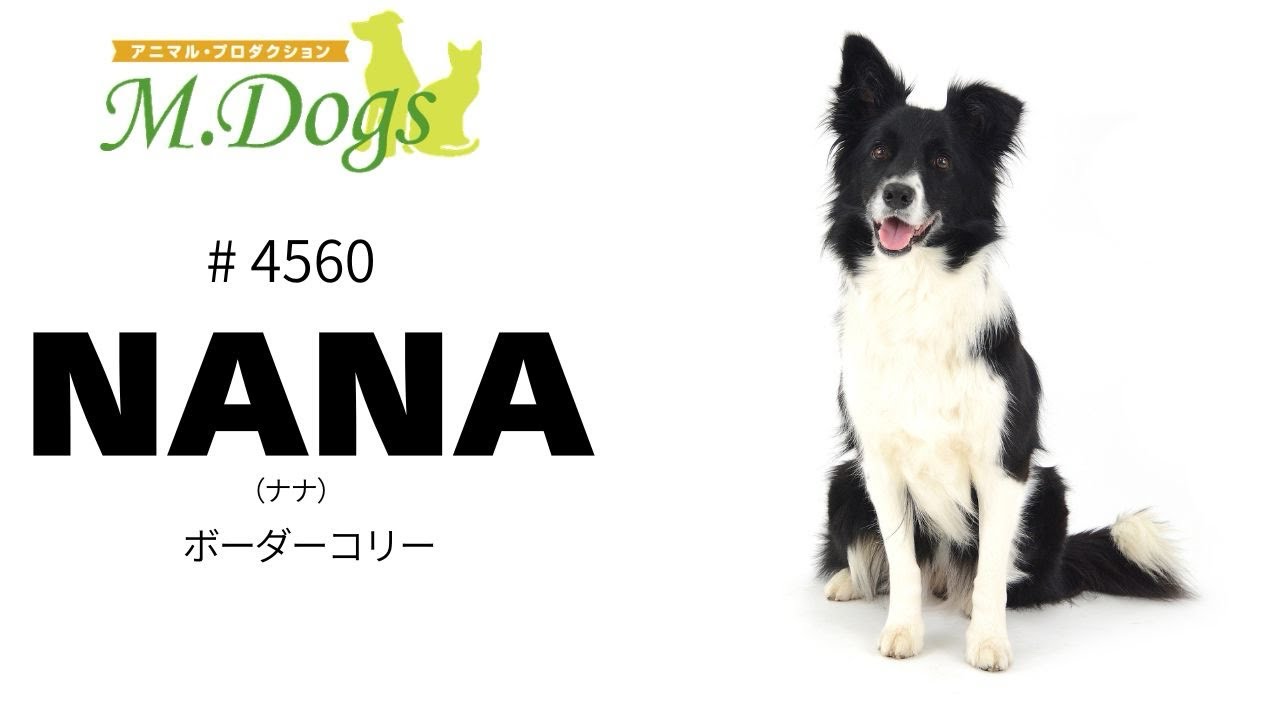 ペットモデル #4560 ボーダーコリー「NANA(ナナ)」 - YouTube