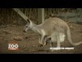 Une saison au zoo le mag  la poche de la femelle kangourou extrait e05