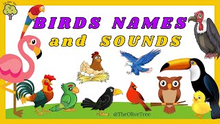 BIRDS Names and Sounds | Learn Bird Species in English |  Learn Birds For Children | Pre-School screenshot 5