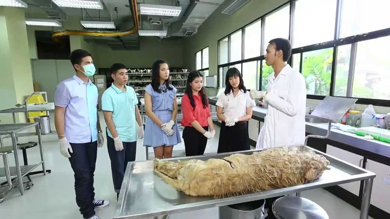 MU Link [by Mahidol] ใครอยากเป็นสัตวแพทย์ยกมือขึ้น...ตอนที่ 1