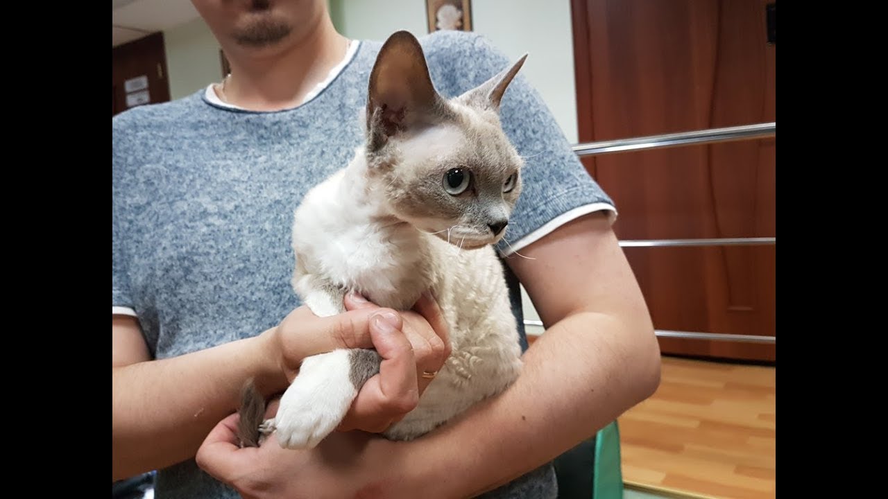 клуб кошек хабаровск Клип №0758 - выставка кошек PCA online