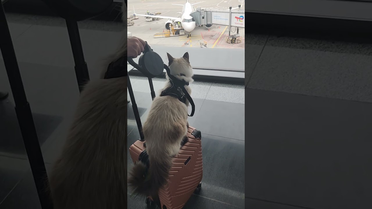 Siberian cat traveling 
