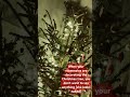 19 grudnia 2024 #christmastree #bro #fyp #poland