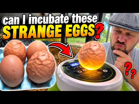 I Found Strange Looking Eggs- Will they hatch?